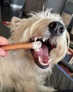 Bully Bunches Premium 6 Inch Standard Odour-Free Bully Sticks for Small to Medium Dogs & Puppies - Long Lasting Chews For Oral Care - All Natural, Single Ingredient Beef Dog...